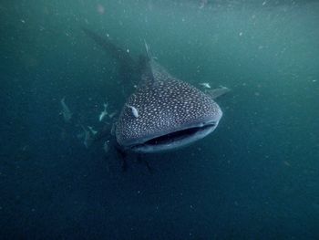 Fish swimming in sea