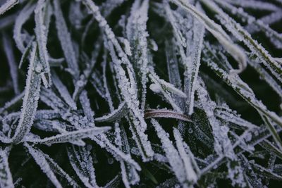 Full frame shot of frozen tree during winter