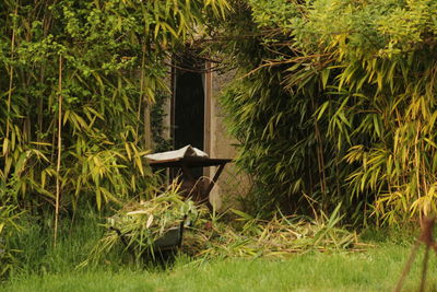 Chair on grass against trees