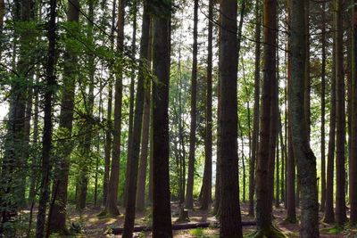 View of trees in forest