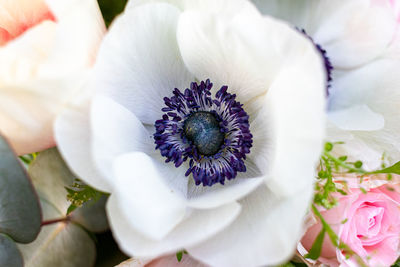 Close-up of white flowering plant