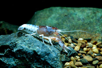 Close-up of crab on rock