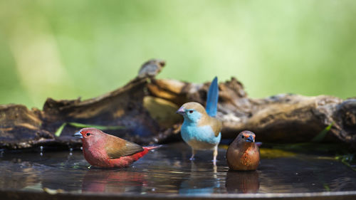 Close-up of birds perching on wood