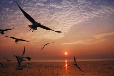 Silhouette birds flying over sea against sky during sunset