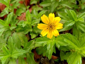 Close-up of yellow flowers blooming outdoors