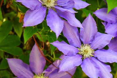 Close-up of purple flowering plant