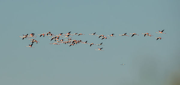 Low angle view of flamingos flying against clear sky