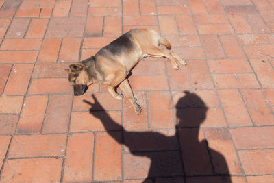 High angle view of dog on footpath