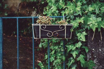 Close-up of text on plant against fence