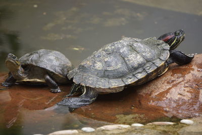 High angle view of tortoise in lake