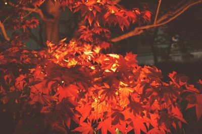 Close-up of red flowering plants during autumn