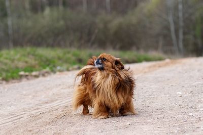 Portrait of a dog looking away