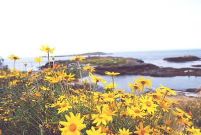 Yellow flowers blooming on field by sea against clear sky
