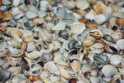 Close-up of seashells