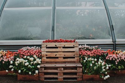 Flowers in crates for sale at store