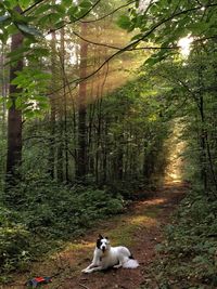 Dog in forest