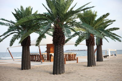 Palm trees at beach against sky