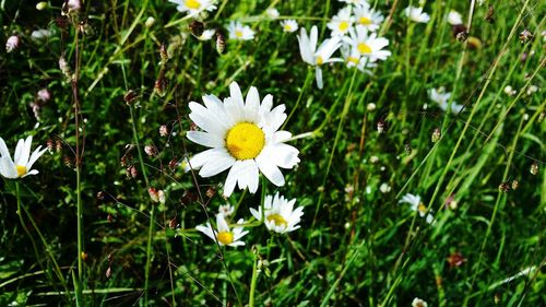 Close-up of white daisy flowers on field