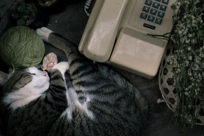 High angle view of cat sleeping