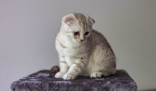 Close-up of cat sitting against gray background