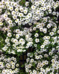 High angle view of white flowering plants