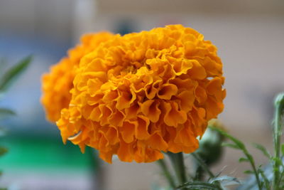 Close-up of yellow marigold flower