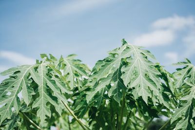 Close-up of fresh green leaves against sky