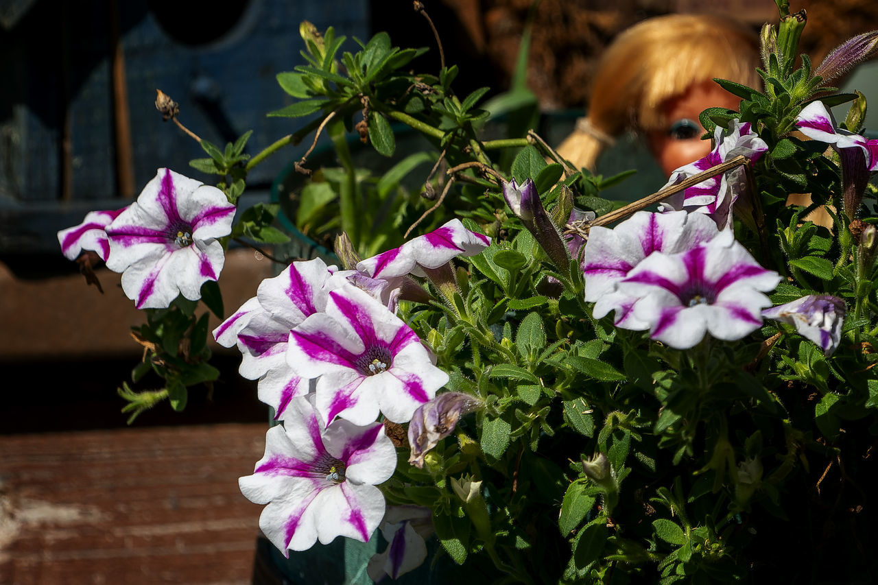 flower, flowering plant, plant, beauty in nature, freshness, nature, pink, growth, fragility, blossom, petal, floristry, close-up, purple, flower head, leaf, inflorescence, plant part, outdoors, day, focus on foreground, garden, no people