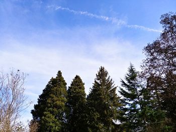 Low angle view of trees against sky