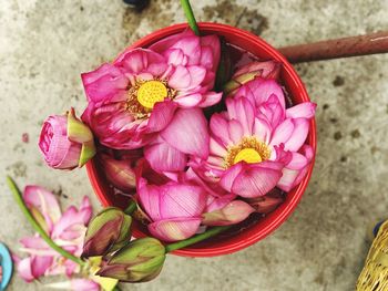 Close-up high angle view of pink flowers