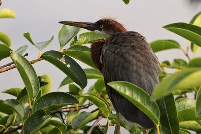 Close-up of bird perching on branch