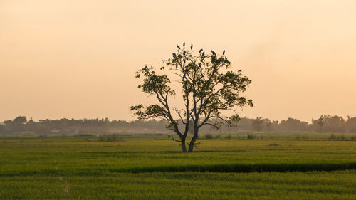 Tree on field against sky during sunset