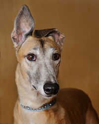 Close-up portrait of dog