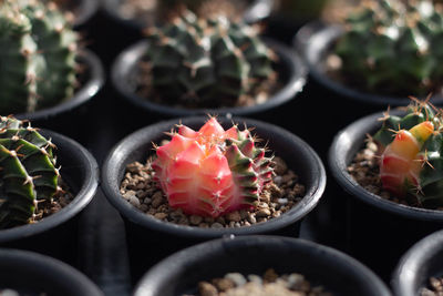 Close-up of cactus in potted plant