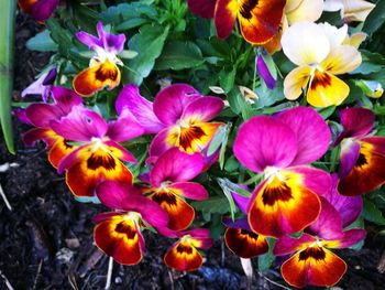 Close-up of flowers