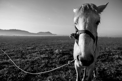 Portrait of horse standing on field against sky