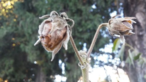 Close-up of dry flowers against blurred background