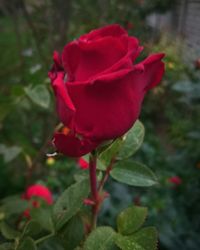 Close-up of red rose