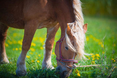 Horse grazing in a field