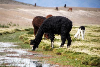 Sheep on field