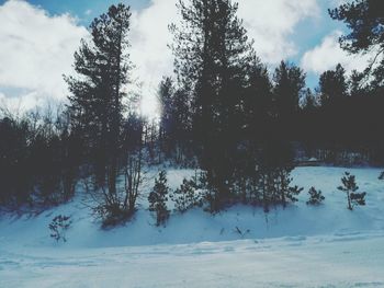 Low angle view of trees against sky