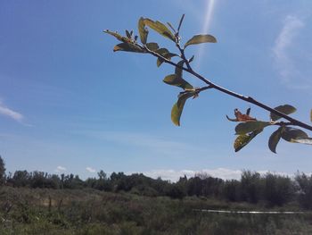 Low angle view of flower tree against sky