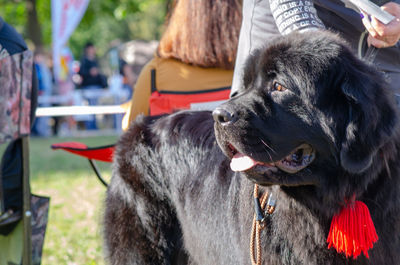 Close-up of a dog looking away