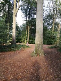 View of trees in the forest