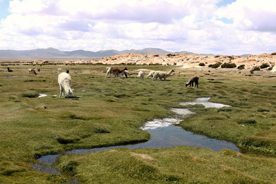 Flock of sheep on a land