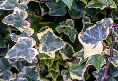 High angle view of leaves on plant