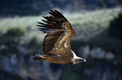 Close-up of eagle flying