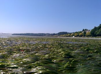 Surface level of land against clear blue sky