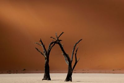 Dancing dead trees with giant sand dune in background 