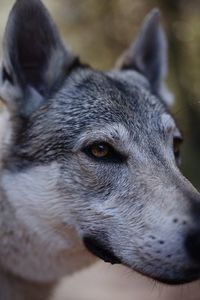 Close-up dog's head